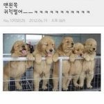 [댓글부탁해] 짤이랑 어울리는 <b>본진사진</b>