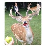 [방탄소년단] 하.. 요즘 <b>사슴</b>파 없음?