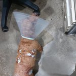 [조언부탁해] 저희 강아지가 겪은일에 대한 조언부탁드립니다.