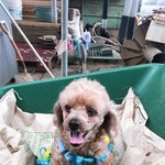 11살 할아버지 꾸루의 하루