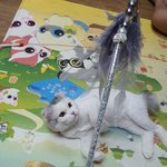 [고양이] 방콕냥이 딸기예요~