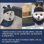 강쥐옷 완전 제 취향저격ㅠ..