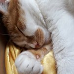 나의 동거묘 <b>도칠</b>이 20년 6월 집안의 왕이 되다.