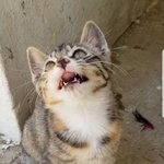 [고양이] 빽꼼이는 <b>맹수</b>였다