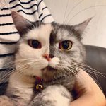 넘나 신비롭고 뽀짝한 <b>아수라</b> 냥이
