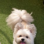 [강아지] 믹스견이 얼마나 이쁜지 볼래ㅋ