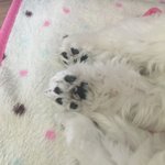 [<b>강아지</b>] <b>강아지</b> 발냄새