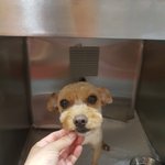 [강아지] 두달 <b>임보처</b>가 되어주세요