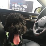 까망푸들 중 최고<b>미녀</b>