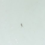 [이것좀봐줘] 야 신발 이거 ㄹㅇ 바퀴벌레 <b>유충</b>임??