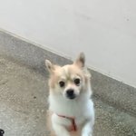 집에 자꾸 찾아오던 강아지 - <b>주인</b>이 나타났어요~!