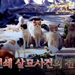 [고양이] [동물농장] 연쇄적으로 고양이가 죽어나간 동네이야기....