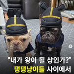 요즘 인기많은 반려<b>동물</b>옷인데 넘 귀엽네요ㅠ