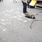 서울 <b>동묘</b>시장 한복판서 길고양이 줄로 묶고 쇠꼬챙이로 학대