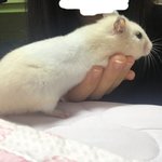 [드루와] 우리 <b>햄스터</b> 왜이러는지 아는사람?
