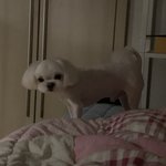 아니 나 강아지 키우는 <b>견주</b>인데