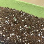 다이소 <b>텃밭</b>아냐?ㅋ