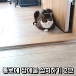 [고양이] 고양이가 지나다니는 <b>통로</b>에 장애물을 설치해봤다.