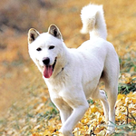 [이것좀봐줘] 한국의 토종견 진돗개