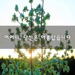 [꼭봐주세요] 어머니, 당신은 아름답습니다~