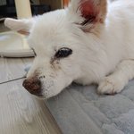 [강아지] 오늘 저희<b>집</b> 강아지가 하늘의 별 <b>이</b> 되었습니다....