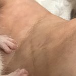 [ㅈㄱㄴ] 하... 햄스터가 <b>내손</b>에 남기고 튐