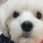 우리 강아지 귀엽지
