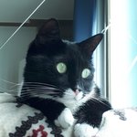 [고양이] 사무실악독한주인38-둘이똑같으십니다