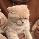 [NCT] <b>정윤</b>오 말랑말랑 복숭아 마이쮸