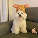 [댓글부탁해] 얘드라 거절 못 하는 답답이 좀 도와주라