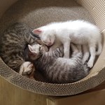 [고양이] 길냥이가족3탄