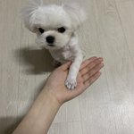 울 강아지 <b>간식</b> 꺼내면 앉아 있음 ㅋㅋㅋ