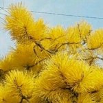 [댓글부탁해] 아메리카노 못 마시는 애들은 장애가 맞다