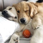 서로에게 <b>베개</b>가 꼭 필요한 리트리버 가족