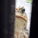 우연히 찍어낸 리얼 <b>야생</b>의 순간