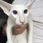 얼굴 중<b>안부</b>가 ㄹㅇ중요한게