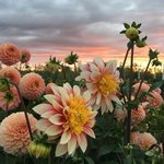 [댓글부탁해] <b>pdf</b>를 워드로 바꿀 수 없냐