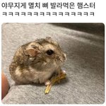 <b>멸치</b> 발라먹는 햄스터