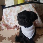 [강아지] +)까망 치와푸 <b>라무</b>를 소개할게!