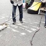 [꼭봐주세요] <b>동묘</b> 고양이 학대 사건...청원 한번씩 부탁드립니다...