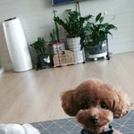 [강아지] 울집 사랑스런 <b>아기들</b>