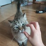 추가) <b>시베리안</b> 고양이 우리집 막내에요~^^