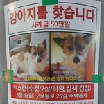 [이것좀봐줘] 광명역 코스트코 근처 잃어버린 강아지 찾아주세요
