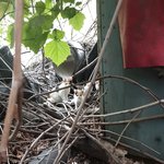 이사가는데 밥 주는 길냥이 어떻게 해야하나