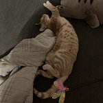[고양이] 임분희냥 콩떡이의 <b>폭풍</b>성장