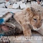 관광객들로부터 <b>극적</b>으로 구조된 아기 사자