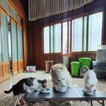 [허스키<b>심바</b>] 허스키 <b>심바</b>의 일상