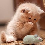 [댓글부탁해] 나 똥머리 잔머리 아기고양이 <b>솜털</b> 같음