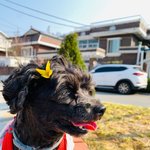 [강아지] 우리집 반려<b>동물</b> 사진자랑