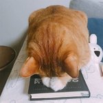 고양이들이 하는 <b>젤</b> 귀여운 자세